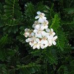 Osteomeles anthyllidifolia Blüte