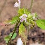 Galeopsis bifida Blatt