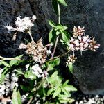 Eupatorium cannabinum Habit