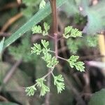 Fumaria densiflora Blatt