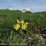 Gagea reverchonii Habit