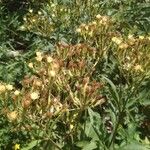 Senecio cacaliaster Lorea