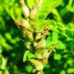 Astragalus cicer その他の提案