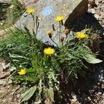 Crepis conyzifolia Hábitos