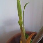 Alocasia sanderiana Floare