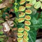 Asplenium trichomanes Φρούτο