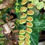 Asplenium trichomanes Fruit