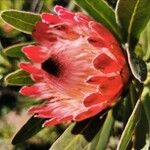 Protea cynaroides Kukka