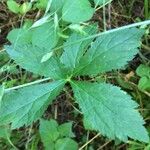 Sanicula canadensis Feuille