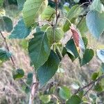 Betula utilis Folha