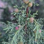 Juniperus phoenicea ᱥᱟᱠᱟᱢ