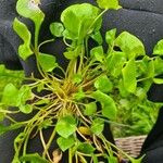 Claytonia perfoliata葉