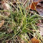 Carex eburnea Habit