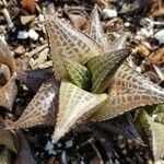 Haworthiopsis venosa Leaf