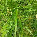 Scirpus sylvaticus Leaf