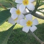 Plumeria alba Flor