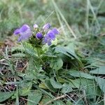 Prunella grandiflora Flor