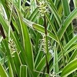 Carex morrowii Blüte
