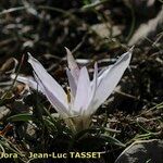 Colchicum androcymbioides