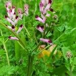 Fumaria muralis Fiore