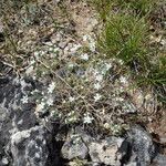 Arenaria aggregata Hábito
