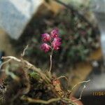 Bulbophyllum sanfordii Flower