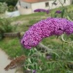 Buddleja davidiiFlower