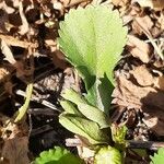 Coleostephus myconis Leaf