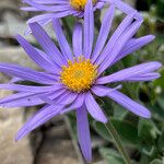 Aster alpinus Žiedas