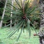 Pinus leucodermis Likasa