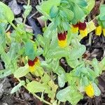 Cerinthe major Vekstform