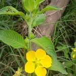 Ludwigia peruviana Flor