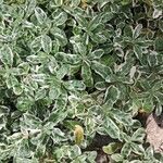 Pittosporum tenuifolium Leaf