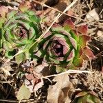 Sempervivum tectorumBlad