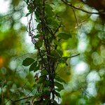 Gymnema sylvestre Vivejo