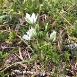 Ornithogalum divergensKukka