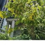 Cassia fistula花