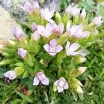 Gentianella campestris Цвят