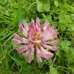 Trifolium mediumFiore