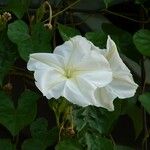 Ipomoea alba 花