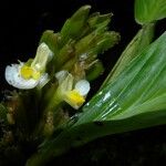 Hylaeanthe unilateralis Цвят