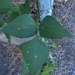 Psophocarpus tetragonolobus Leaf