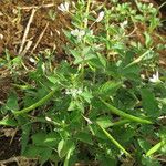 Cleome rutidosperma Агульны выгляд