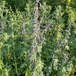 Leonurus quinquelobatus Hoja