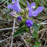 Campanula glomerata Цвят