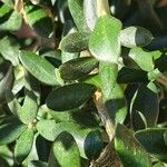 Ilex vomitoria List