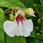 Impatiens tinctoria Цвят