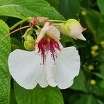 Impatiens tinctoria Žiedas