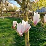 Magnolia × soulangeana Flower