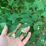 Apocynum androsaemifolium Квітка